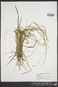 Carex styloflexa image