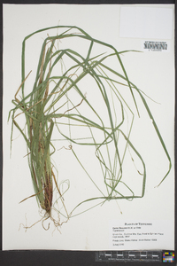 Carex flexuosa image