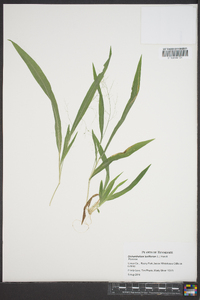 Dichanthelium laxiflorum image