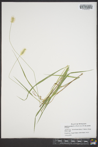 Setaria pumila image