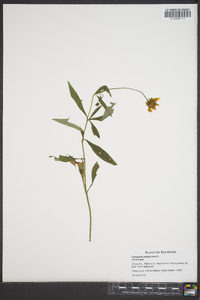 Coreopsis pubescens image
