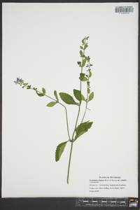 Scutellaria elliptica var. elliptica image