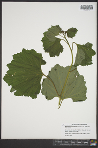 Arnoglossum reniforme image