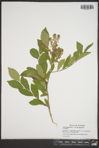 Lyonia ligustrina var. ligustrina image