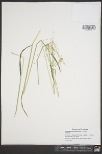 Sphenopholis pensylvanica image