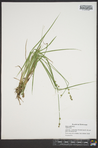 Carex ruthii image