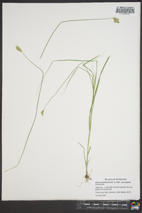 Carex scoparia var. scoparia image