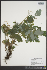 Chelidonium majus image
