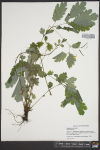 Chelidonium majus image