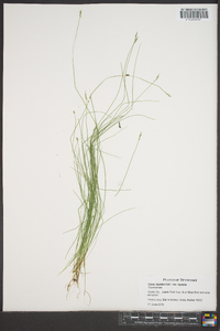 Carex leptalea var. leptalea image