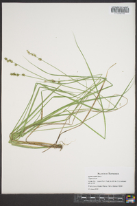 Carex ruthii image