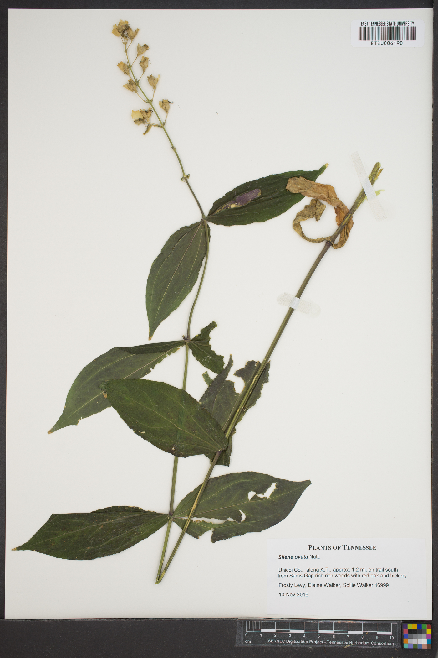 Silene ovata image