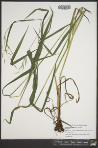 Bromus pubescens image