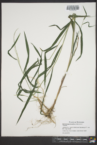 Muhlenbergia tenuiflora image