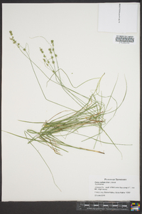 Carex radiata image