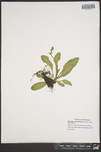 Micranthes micranthidifolia image