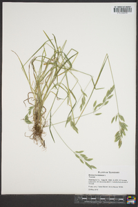 Bromus hordeaceus image