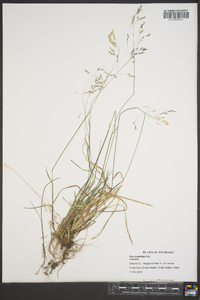 Poa cuspidata image