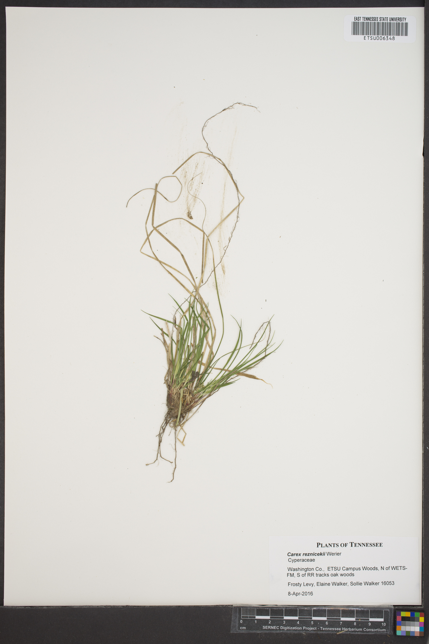 Carex reznicekii image
