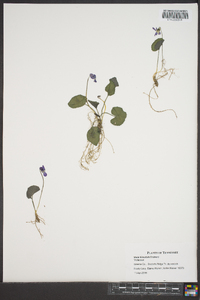 Viola hirsutula image