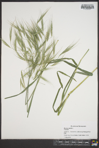 Bromus sterilis image