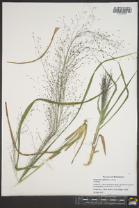 Eragrostis capillaris image