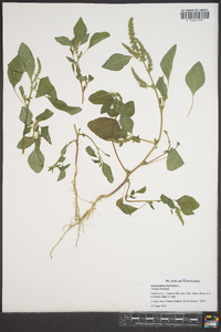 Amaranthus hybridus image