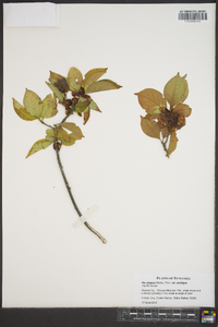 Ilex ambigua image