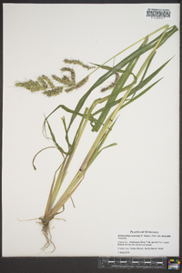 Echinochloa muricata var. muricata image