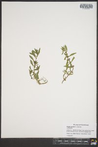 Rotala ramosior image