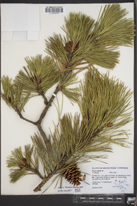 Pinus rigida image