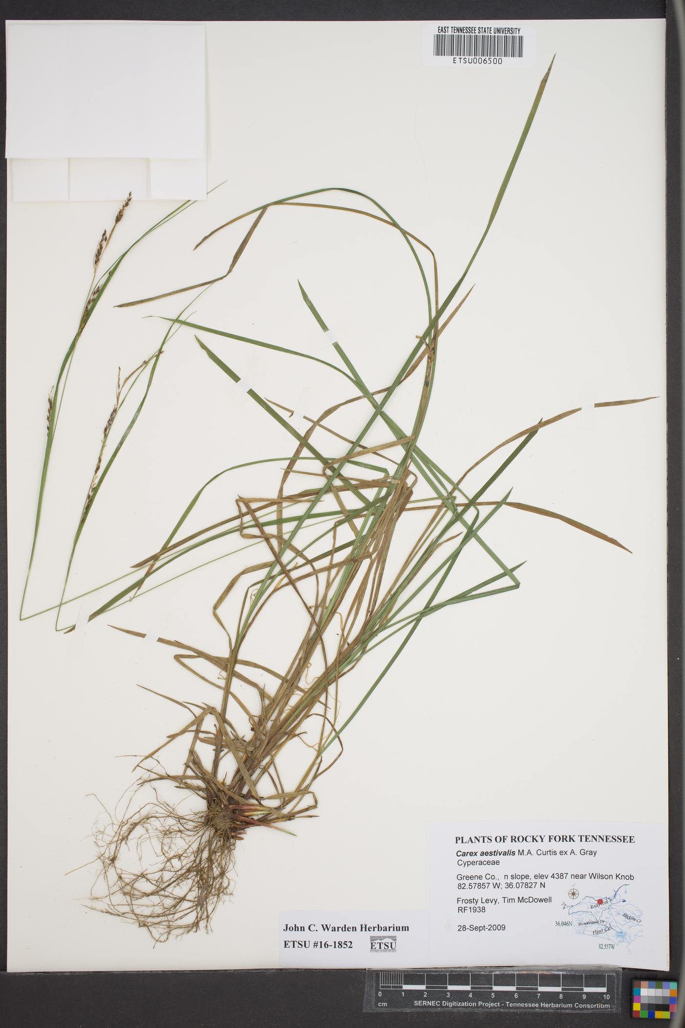 Carex aestivalis image