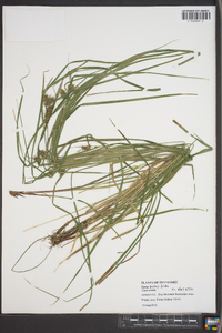 Carex baileyi image