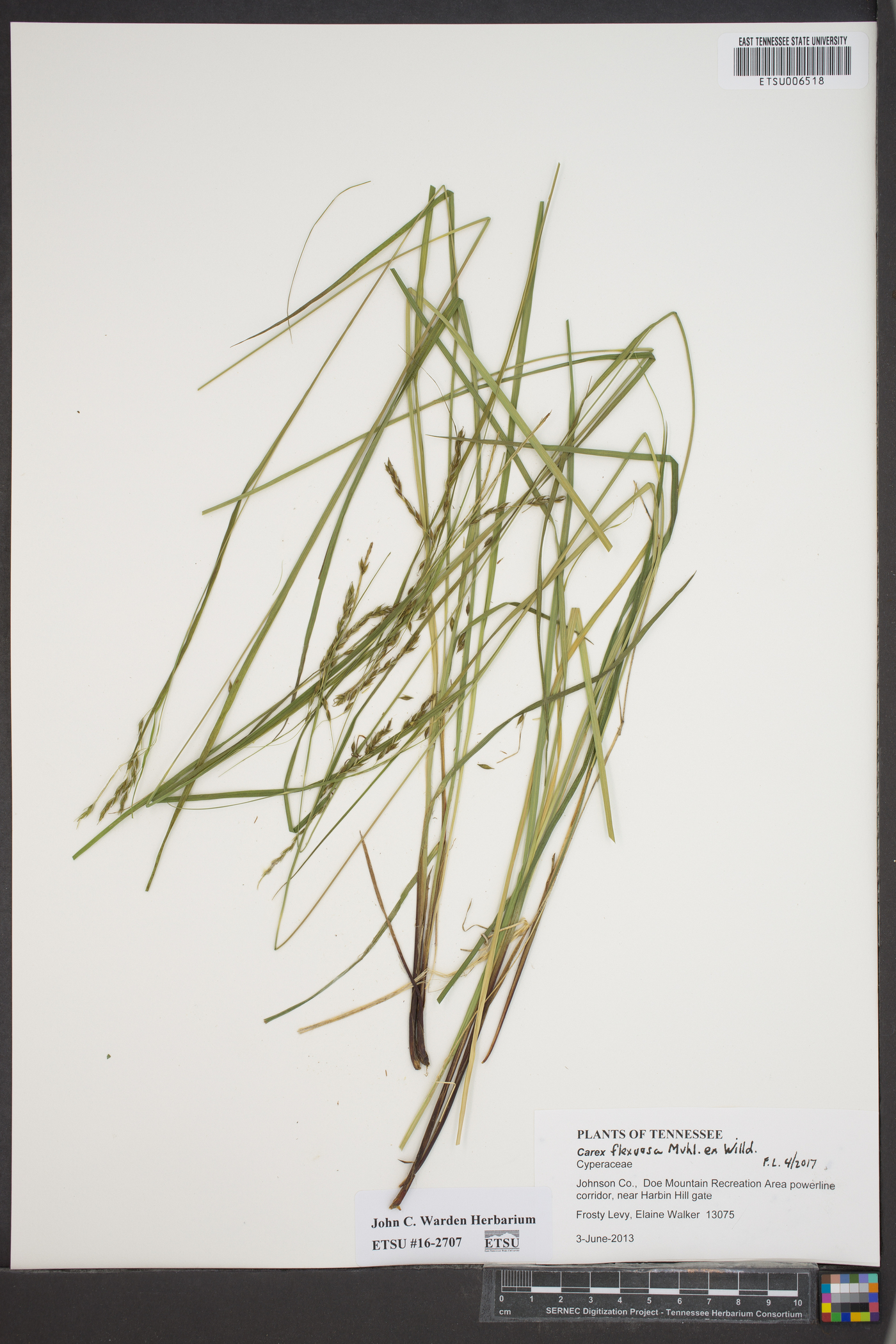 Carex flexuosa image