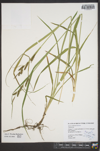 Carex scabrata image