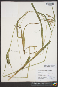 Carex scabrata image