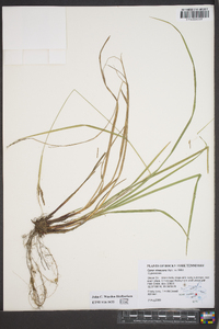 Carex virescens image