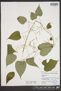 Smilax herbacea image