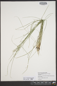 Juncus anthelatus image