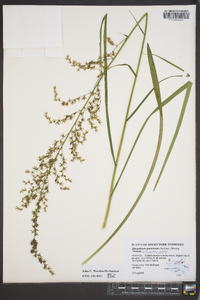 Stenanthium gramineum image