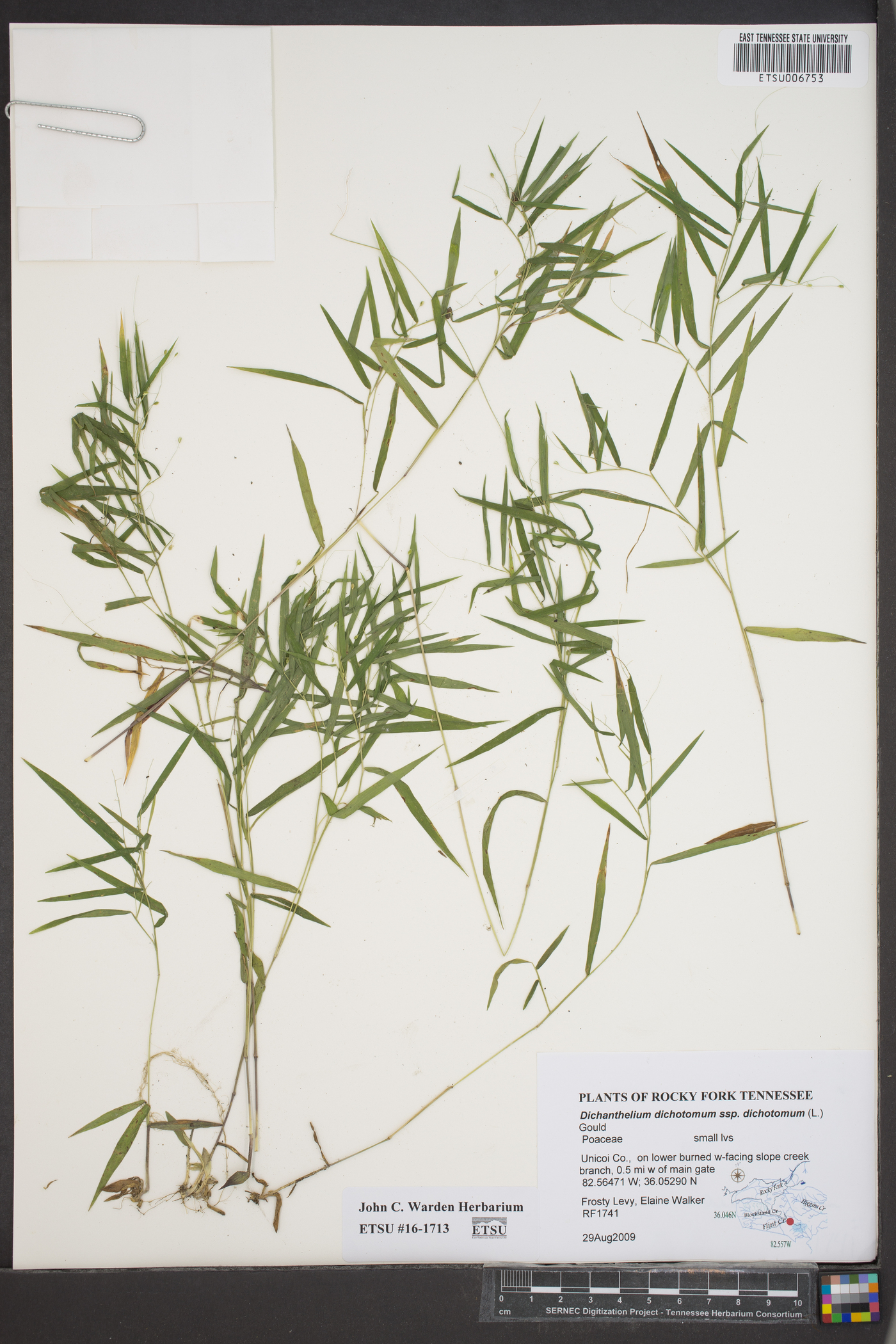 Dichanthelium dichotomum subsp. dichotomum image