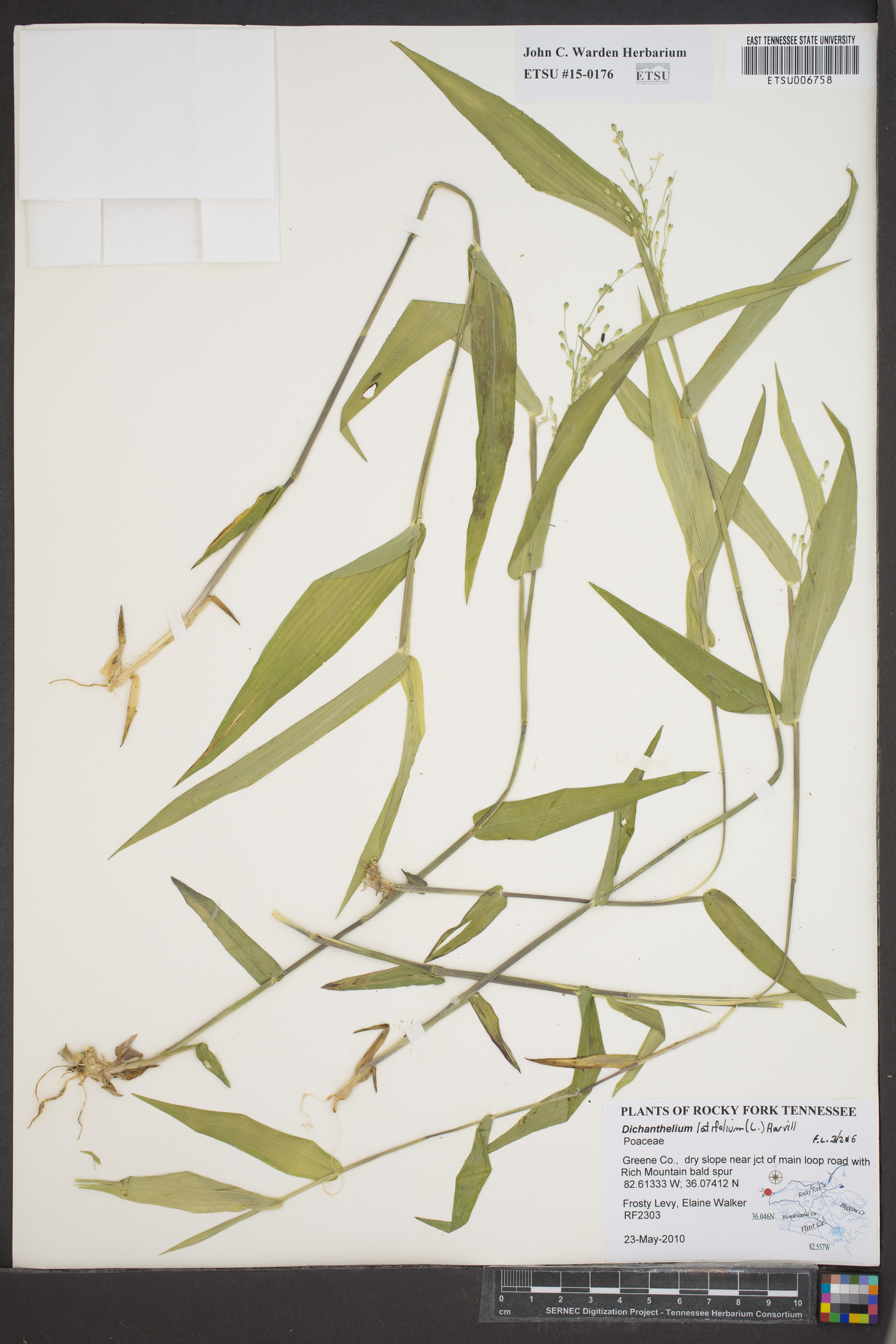 Dichanthelium latifolium image