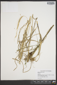 Elymus riparius image