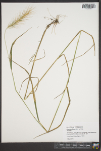 Elymus villosus image