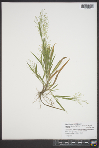 Panicum philadelphicum image