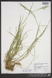 Poa pratensis var. pratensis image