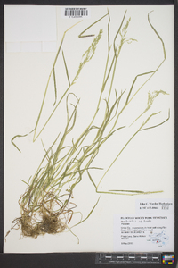 Poa trivialis subsp. trivialis image