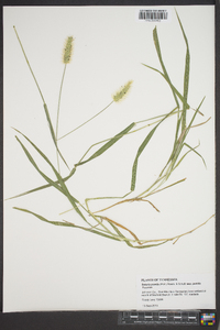 Setaria pumila image