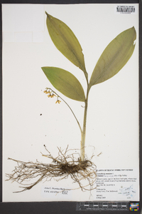 Convallaria montana image