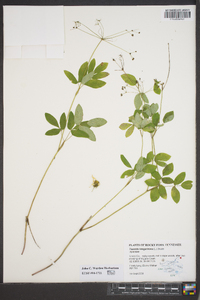 Taenidia integerrima image